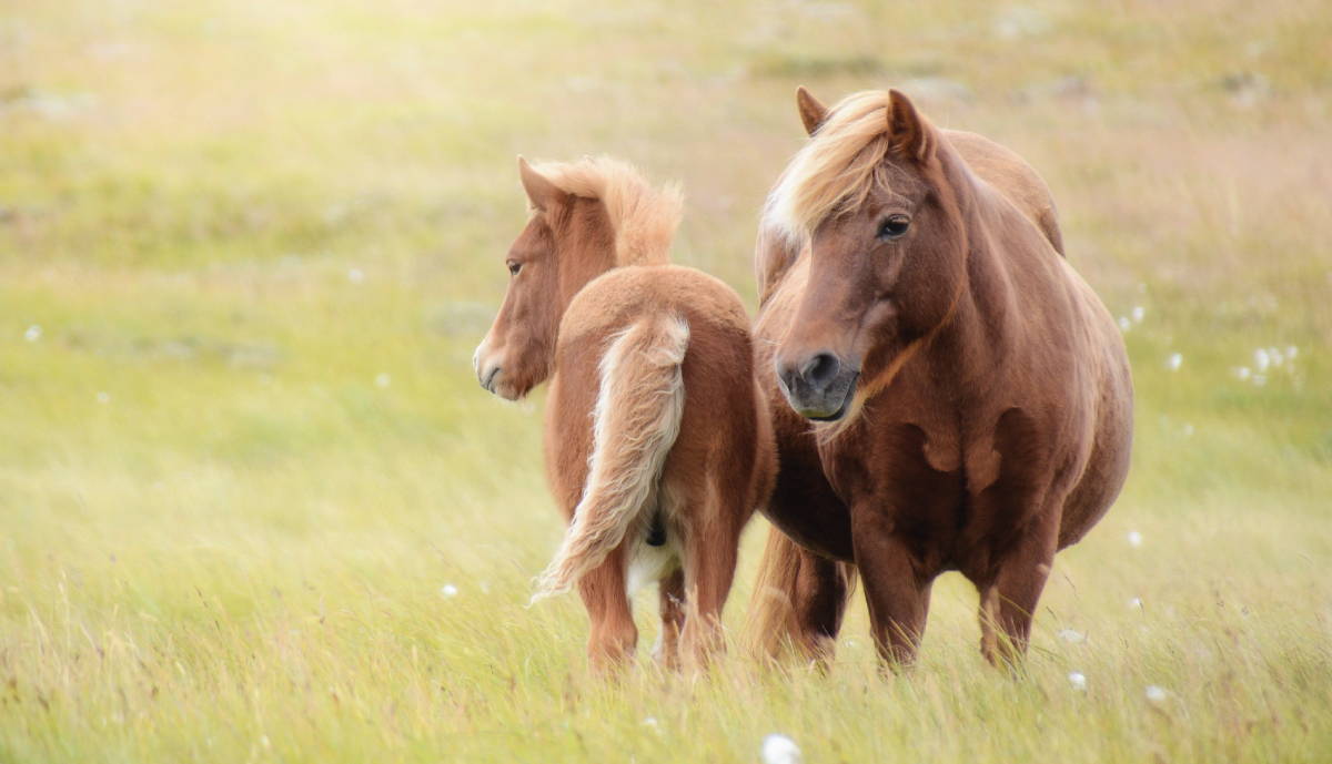 Emollivets husveterinär om insektsbett och sommareksem på hästar