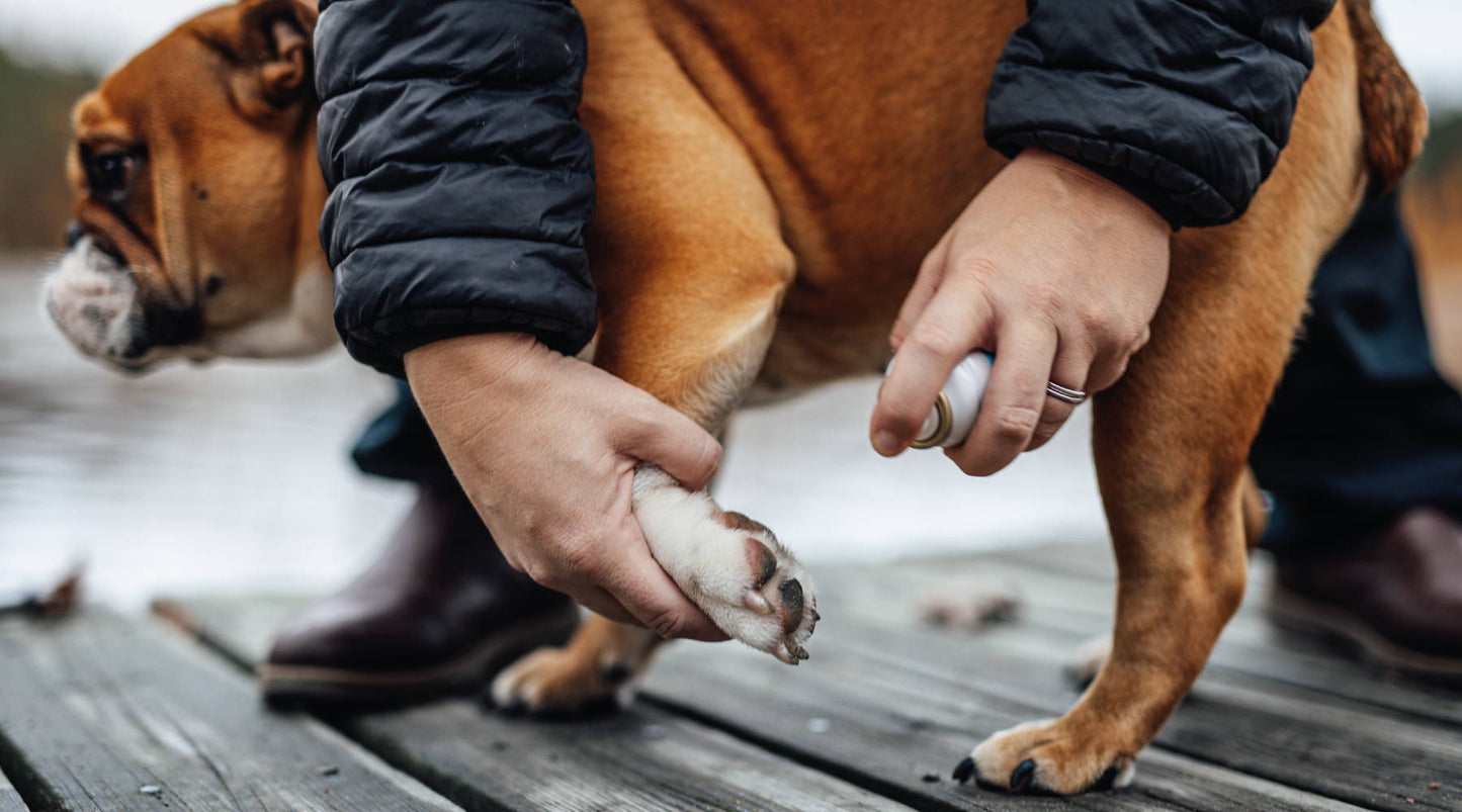 Hur märker jag om min hund har infekterade tassar? Emollivets husveterinär svarar.